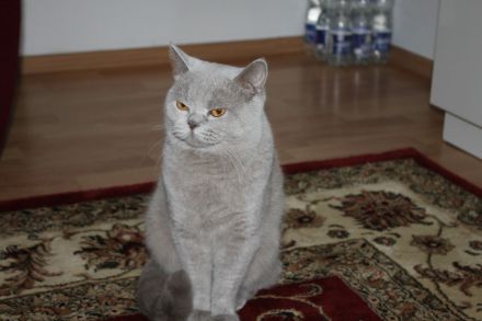 Reinrassige BKH - Deckkater in Lilac.Blutgruppe B: