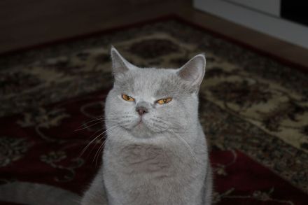 Reinrassige BKH - Deckkater in Lilac.Blutgruppe B: