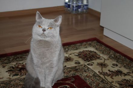 Reinrassige BKH - Deckkater in Lilac.Blutgruppe B: