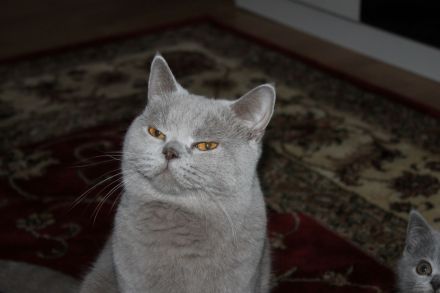 Reinrassige BKH - Deckkater in Lilac.Blutgruppe B: