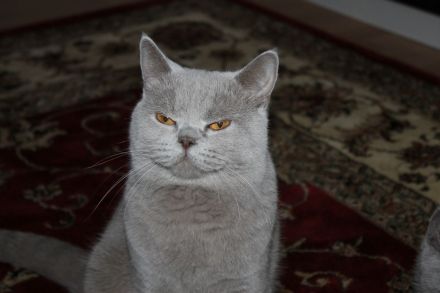 Reinrassige BKH - Deckkater in Lilac.Blutgruppe B: