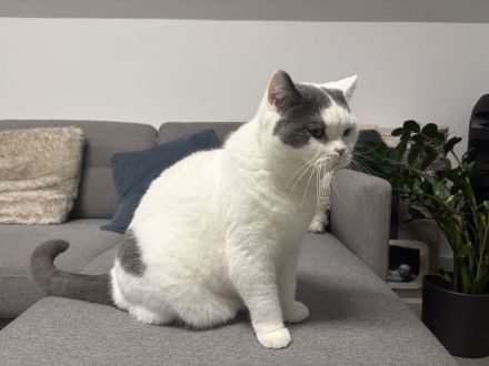 BKH Kater , 5 Jahre Sucht liebevolles Zuhause