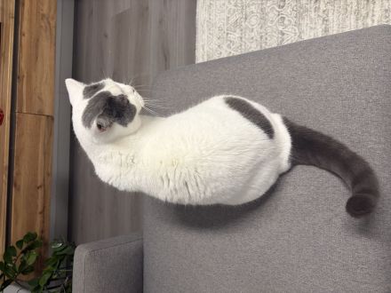 BKH Kater , 5 Jahre Sucht liebevolles Zuhause