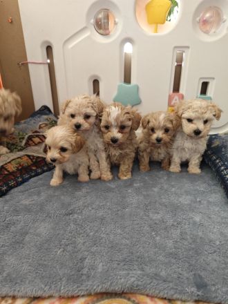 Sússe Maltipoo Welpen suchen net Zuhause