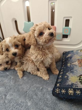 Sússe Maltipoo Welpen suchen net Zuhause