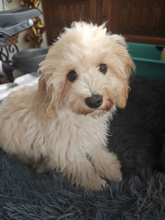 Sússe Maltipoo Welpen suchen net Zuhause