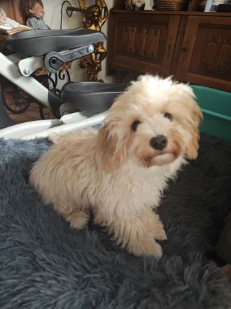 Sússe Maltipoo Welpen suchen net Zuhause
