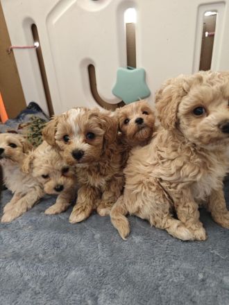 Sússe Maltipoo Welpen suchen net Zuhause