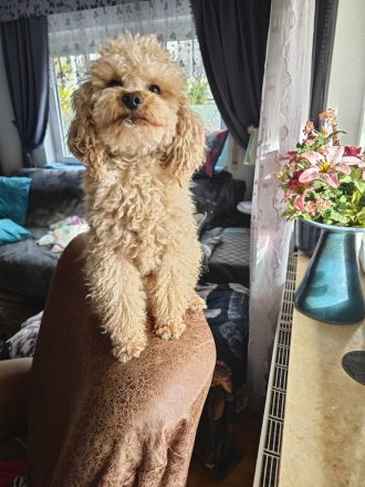 Sússe Maltipoo Welpen suchen net Zuhause