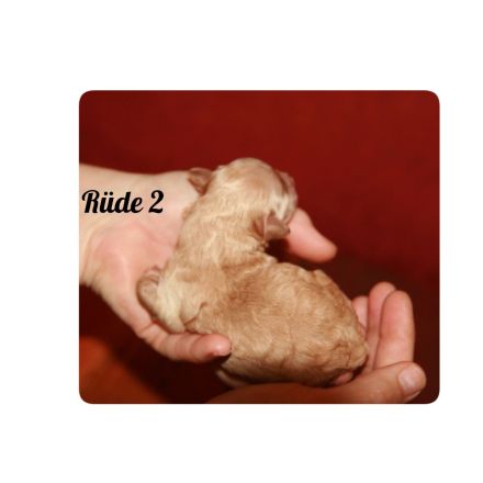 Typvolle Bolonka-Zwetna-Welpen  mit Ahnentafel