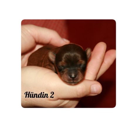 Typvolle Bolonka-Zwetna-Welpen  mit Ahnentafel