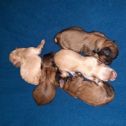 Typvolle Bolonka-Zwetna-Welpen  mit Ahnentafel