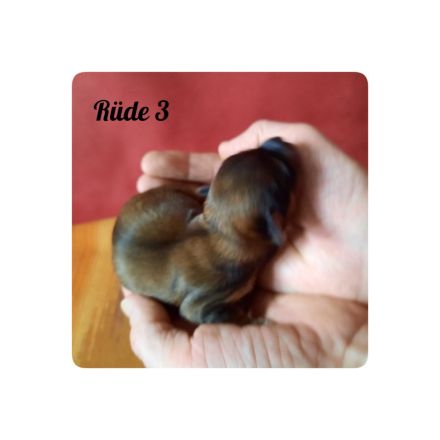 Typvolle Bolonka-Zwetna-Welpen  mit Ahnentafel