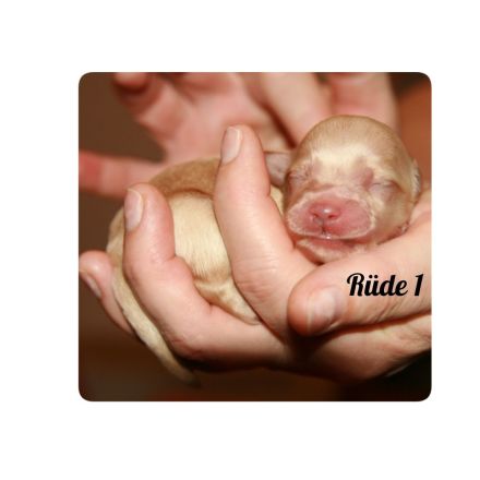 Typvolle Bolonka-Zwetna-Welpen  mit Ahnentafel