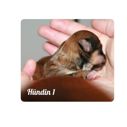 Typvolle Bolonka-Zwetna-Welpen  mit Ahnentafel