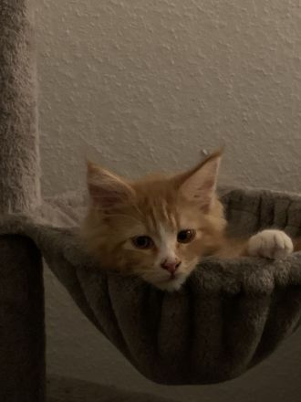 XL Maine Coon Kater abzugeben verspielt & zutraulich