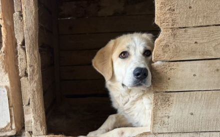 Schüchterne Raisa sucht geduldiges Zuhause