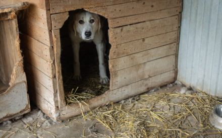 Schüchterne Raisa sucht geduldiges Zuhause