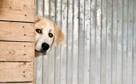 Schüchterne Raisa sucht geduldiges Zuhause