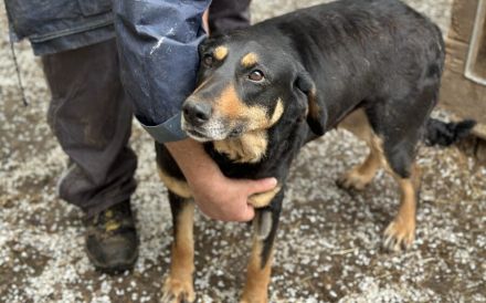 Ruhige und schüchterne Seele Dakota