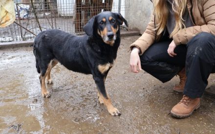 Ruhige und schüchterne Seele Dakota