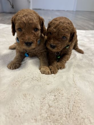 Bezaubernde Toypudel Welpen dunkelrot