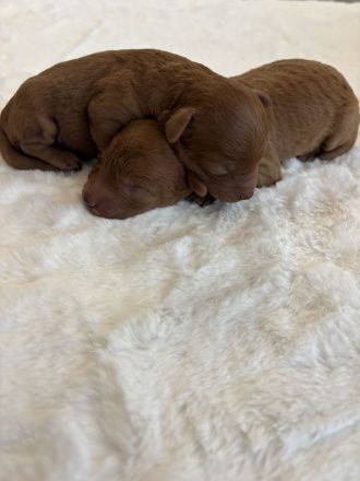 Bezaubernde Toypudel Welpen dunkelrot