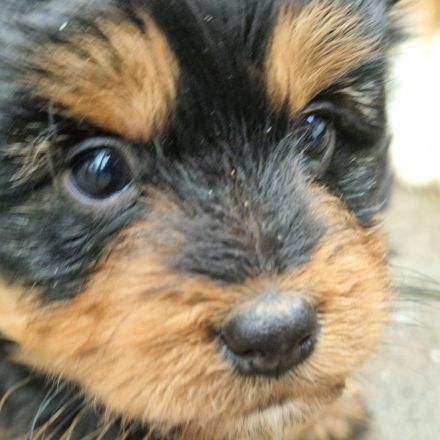 Wunderschöne Miniature Aussie  pudel Welpen Mini Aussie   Zwerg Pudel  (