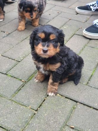 Wunderschöne Miniature Aussie  pudel Welpen Mini Aussie   Zwerg Pudel  (