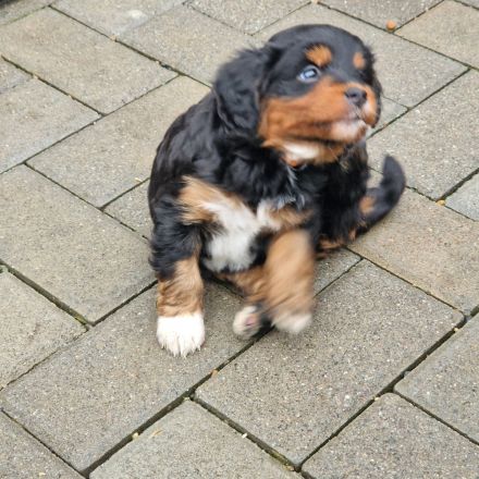 Wunderschöne Miniature Aussie  pudel Welpen Mini Aussie   Zwerg Pudel  (
