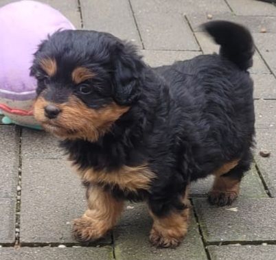 Wunderschöne Miniature Aussie  pudel Welpen Mini Aussie   Zwerg Pudel  (