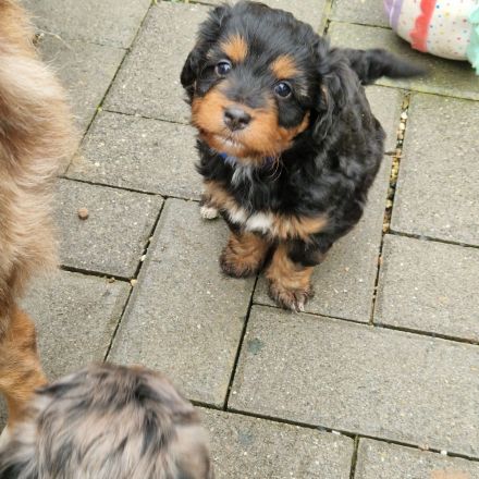 Wunderschöne Miniature Aussie  pudel Welpen Mini Aussie   Zwerg Pudel  (
