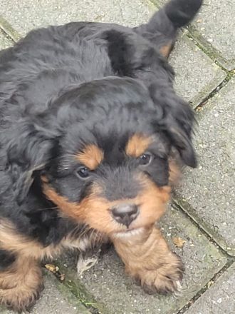 Wunderschöne Miniature Aussie  pudel Welpen Mini Aussie   Zwerg Pudel  (