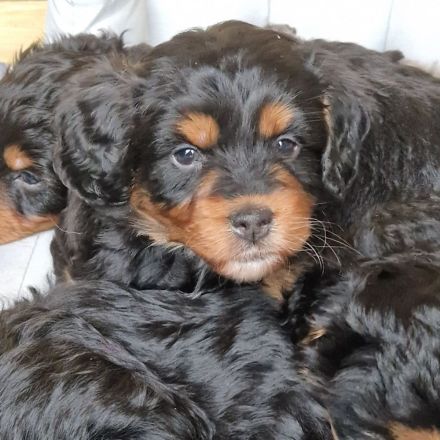 Wunderschöne Miniature Aussie  pudel Welpen Mini Aussie   Zwerg Pudel  (