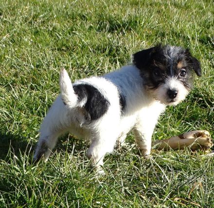Jack-Russell Terrier Welpen umzugsbereit!