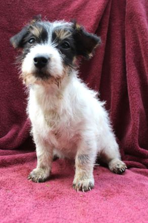 Jack-Russell Terrier Welpen umzugsbereit!