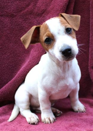 Jack-Russell Terrier Welpen umzugsbereit!