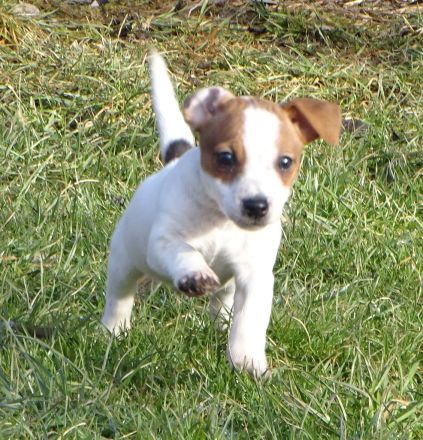 Jack-Russell Terrier Welpen umzugsbereit!