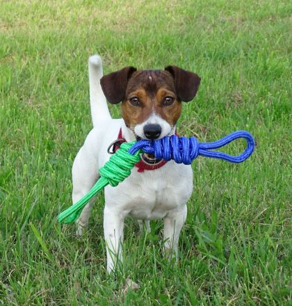 Jack-Russell Terrier Welpen umzugsbereit!