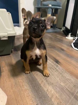 Nur noch 2 zuckersüße Retrobully Mädels