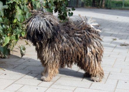 Puli kölykök várják szerető családjukat