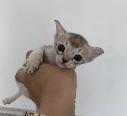 🐾 Reinrassige Singapura-Babys – MiniSinga-Kätzchen suchen liebevolles Zuhause
