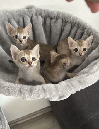 🐾 Reinrassige Singapura-Babys – MiniSinga-Kätzchen suchen liebevolles Zuhause
