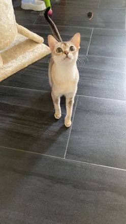 🐾 Reinrassige Singapura-Babys – MiniSinga-Kätzchen suchen liebevolles Zuhause