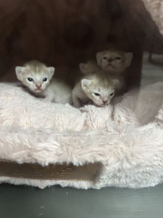 🐾 Reinrassige Singapura-Babys – MiniSinga-Kätzchen suchen liebevolles Zuhause