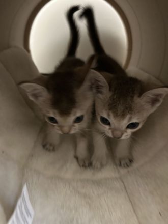 🐾 Reinrassige Singapura-Babys – MiniSinga-Kätzchen suchen liebevolles Zuhause