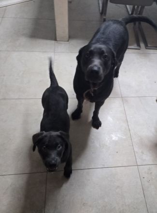 6 wunderschöne Labrador-Welpen suchen ein liebevolles Zuhause.