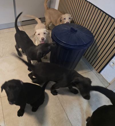 6 wunderschöne Labrador-Welpen suchen ein liebevolles Zuhause.
