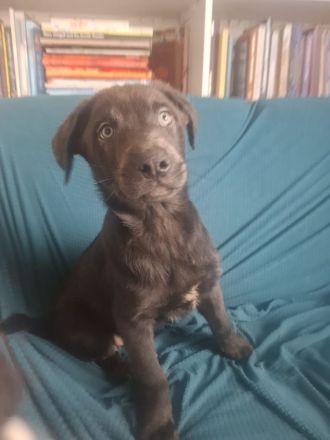 6 wunderschöne Labrador-Welpen suchen ein liebevolles Zuhause.