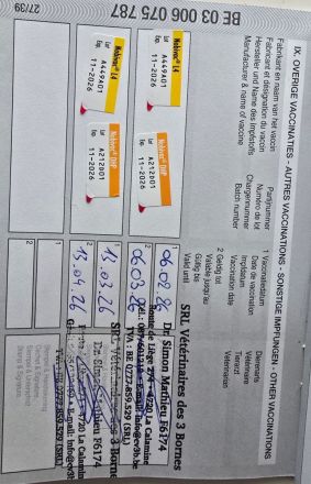 6 wunderschöne Labrador-Welpen suchen ein liebevolles Zuhause.